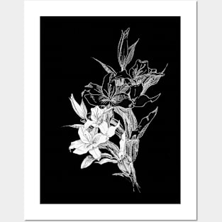 Lilies Posters and Art